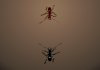 Click to play The Ant Arena